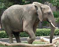 elephant